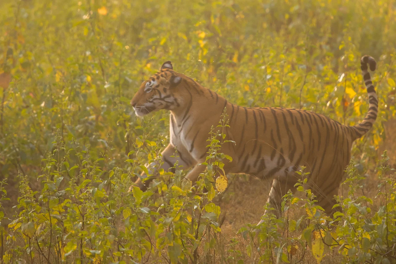 Mukki Zone Tour Package