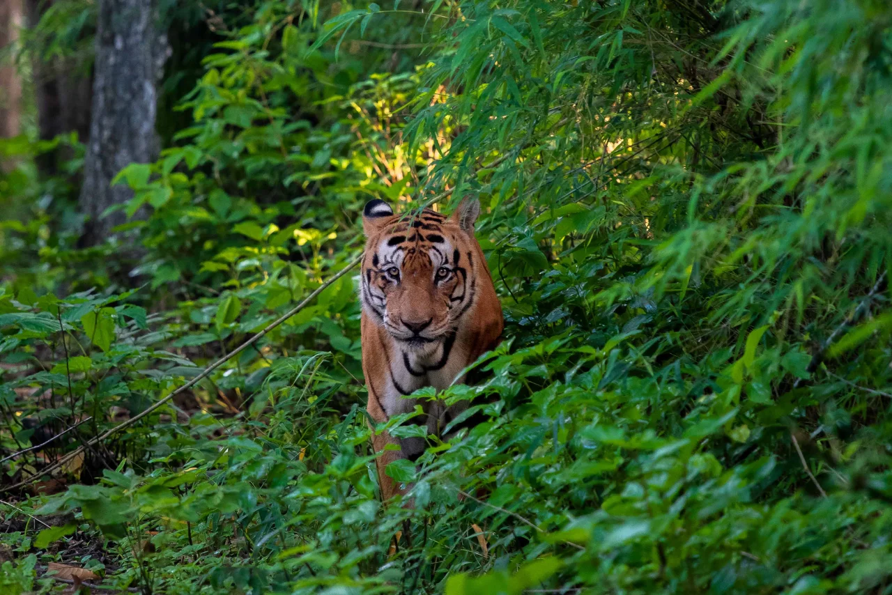 Kanha Tiger Safari Tour Package