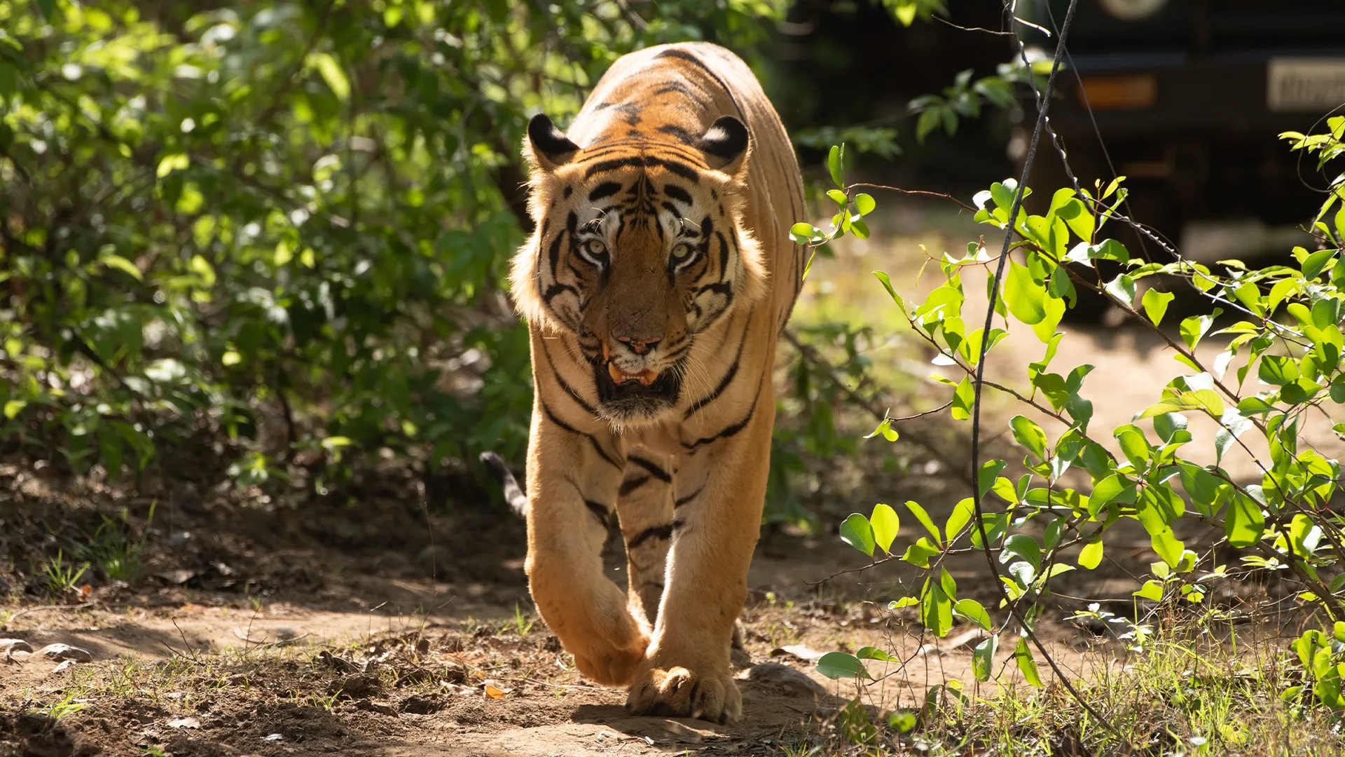 Kanha Holiday Tour Package