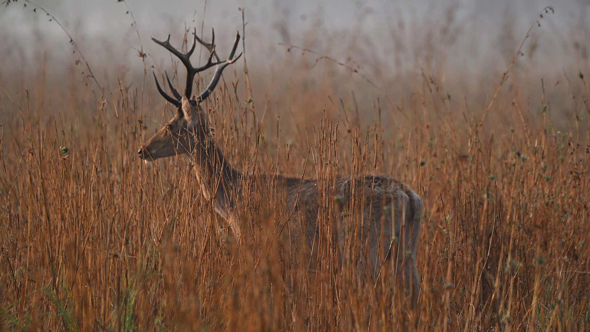Kanha Kisli Tour Package
