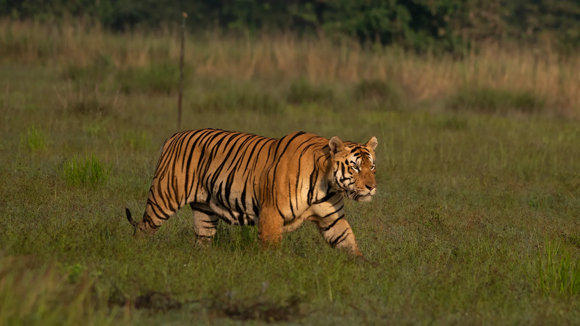 Kanha Safari Tour Package